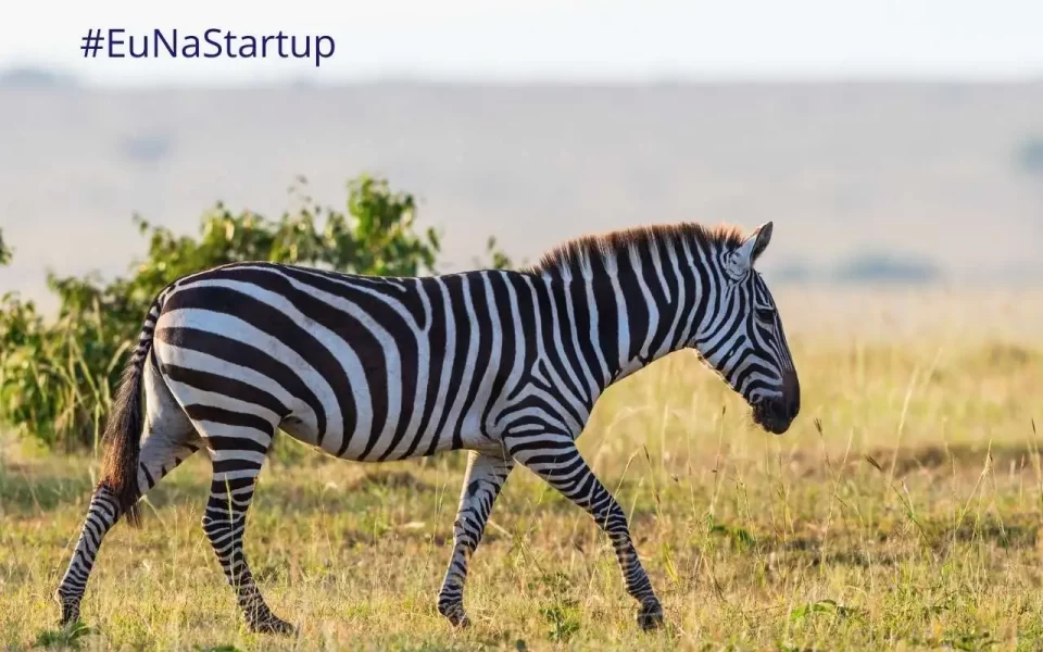 Startups - Zebras